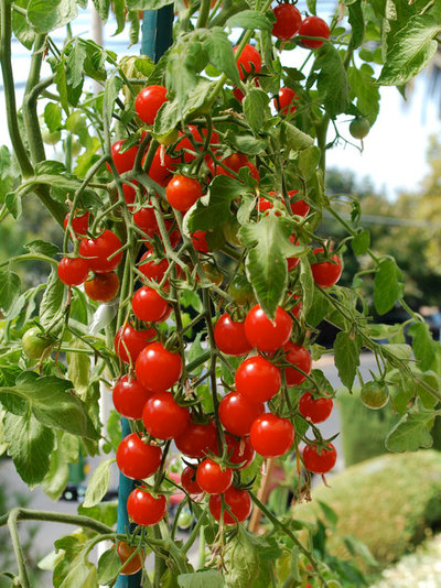 Cherry Tomato Plant Does Double Duty as a Design Element