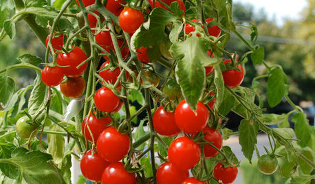 How to Grow Tomatoes: An Easy Guide for Beginners