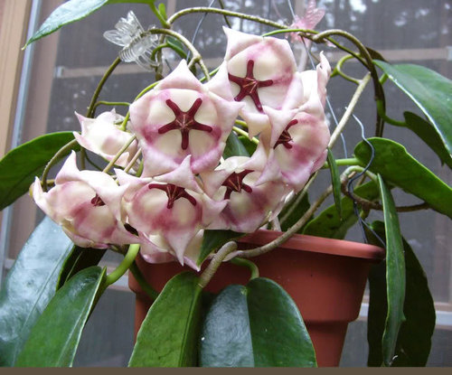 Hoya Archboldiana Ym Excellent