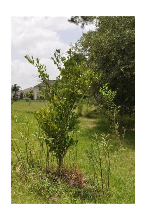 What is wrong with my tangerine tree?