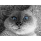 Igor Skrynkovskyy's photo