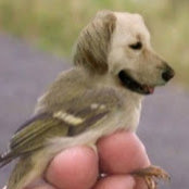 Foto von Dodie Johnson