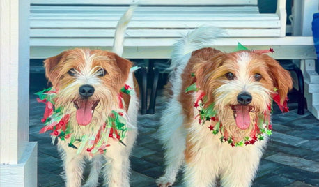 Houzz Call: Show Us Your Adorable Pets Enjoying the Holidays!