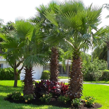 Tropical landscape spaces, All around the house.