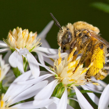 Long-Horned Bees