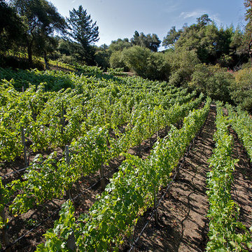 Residential private vineyards designed, constructed, installed and managed