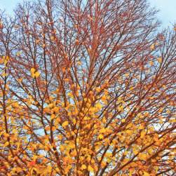 Autumn Tree Study 3 - Artwork