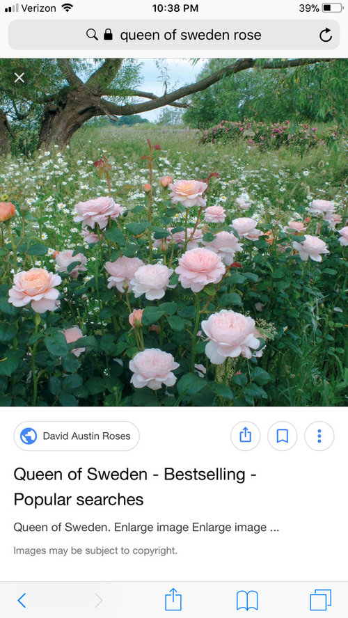 Similar to Queen of Sweden