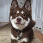 Joey Aziz's photo