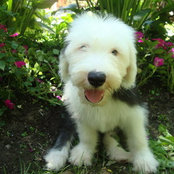 Sarah Gauvreau's photo