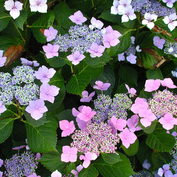 Gorgeous | Summer | Gardens