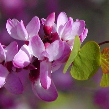Cercis Occidentalis Flowers