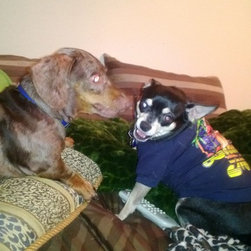 Pet care pics - Products
