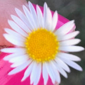 daisy beeさんの写真