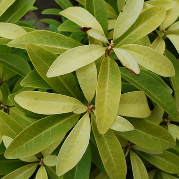 Illicium parviflorum 'Florida Sunshine'