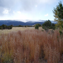 grasses