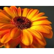 Kathy O'Connor's photo