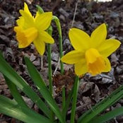 Susan Sayers's photo