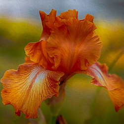 Vibrant Orange Iris - Artwork