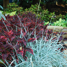 plant combinations