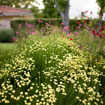 Plants