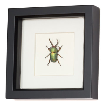 Framed Beetle Displays