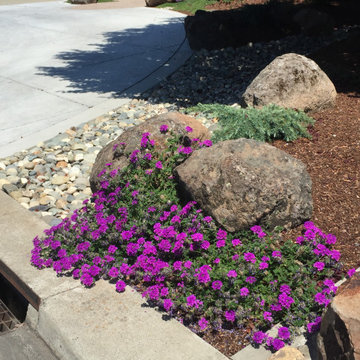 Roseville Circular Driveway & Landscape