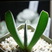 Cool plants to look for