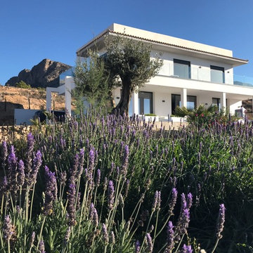 Plantas autóctonas en tierra semi desértica en Busot (Alicante)