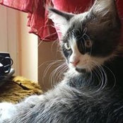 Cristina Izzarelli's photo