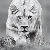 MaKeda Muses foto