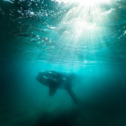 Lighting Up An Incredible Creature by Joel Coleman - Photographs