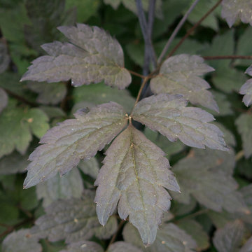 Fall Fragrance