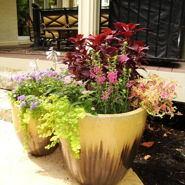 Summer Containers