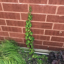 Liveroof Sedum