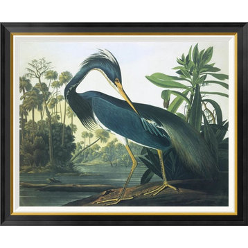 "Louisiana Heron" Framed Canvas Giclee by John James Audubon, 41x34"