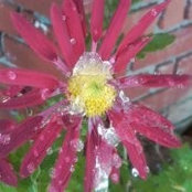 Allyson Graesser's photo