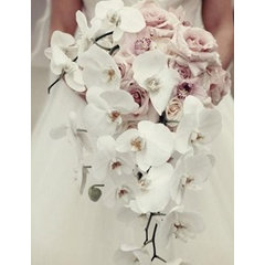 phalaenopsis