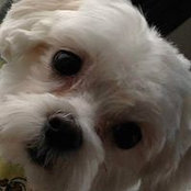 Foto von Cynthia Gessler