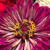 Lisa Roland's photo