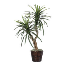 Plants