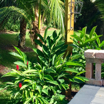 Tropical Accent Plants