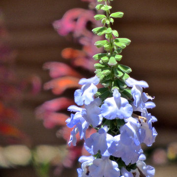 Pitcher Sage and Licorice Mint