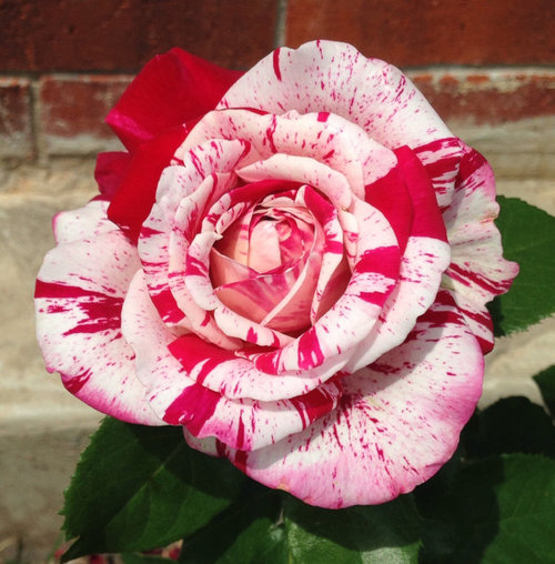 Your favorite striped roses, and their fragrance?