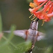 Dana Mees's photo