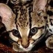 Margay Britton's photo