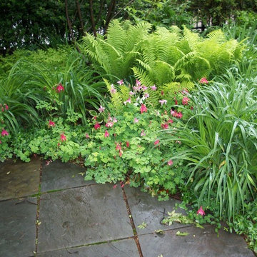 Shade Perennials