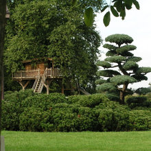 treehouses
