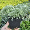 Artemisia schmidtiana - Silver Mound