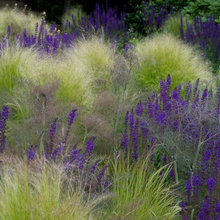 Grassy meadow